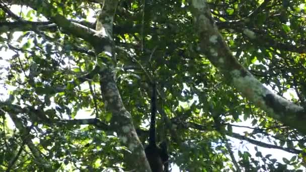 Nikaragua Daki Mombacho Volkanı Doğa Koruma Alanında Ağaca Tırmanan Uluyan — Stok video