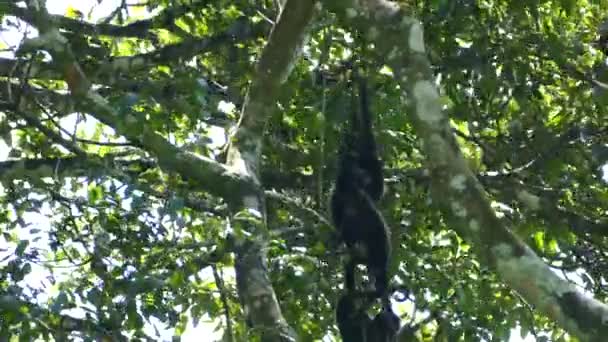 Trois Singes Hurleurs Suspendus Jouant Dans Arbre Réserve Naturelle Volcan — Video