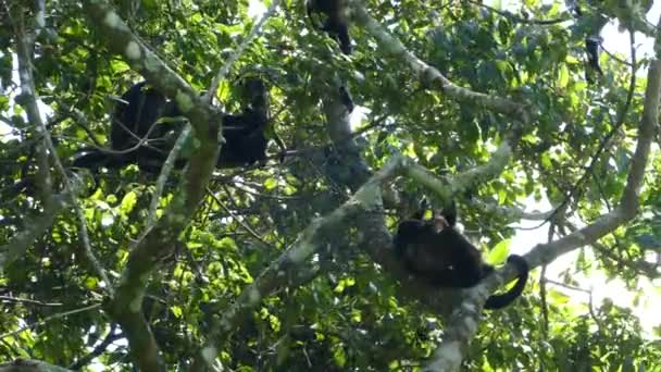 ニカラグアのモンバチョ火山自然保護区の森の中にある大きな群遠吠え猿 — ストック動画