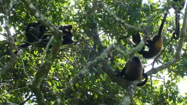 Velká Skupina Ječící Opice Lese Mombacho Sopky Přírodní Rezervace Nikaragui — Stock video