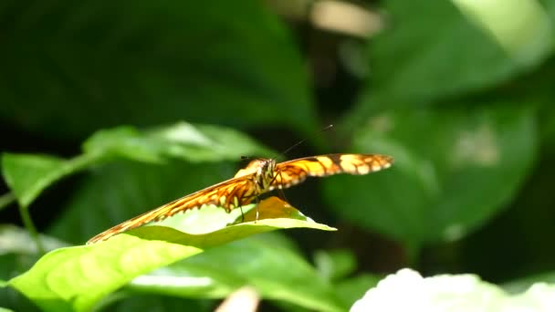 Schmetterling Auf Einem Blatt Wald Des Mombacho Volcano Nature Reserve — Stockvideo