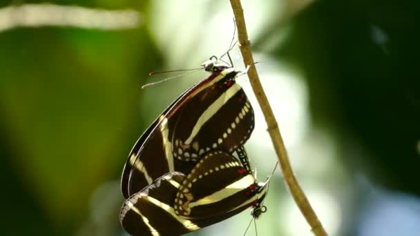 在Mombacho火山自然保护区的森林里 与蝴蝶交配的距离非常近 — 图库视频影像