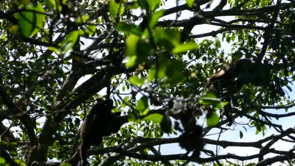 Des Singes Hurleurs Refroidissent Dans Arbre Réserve Naturelle Volcan Mombacho — Video