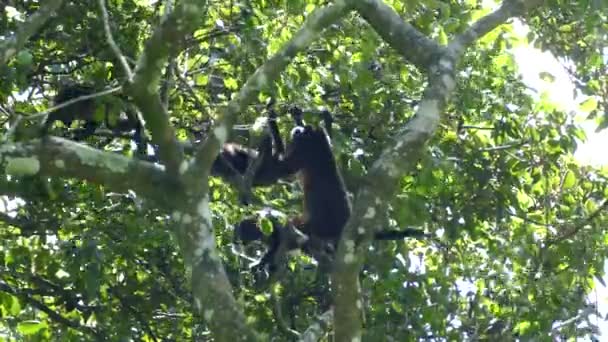 Monos Aulladores Colgando Saltando Árbol Reserva Natural Volcán Mombacho Nicaragua — Vídeos de Stock