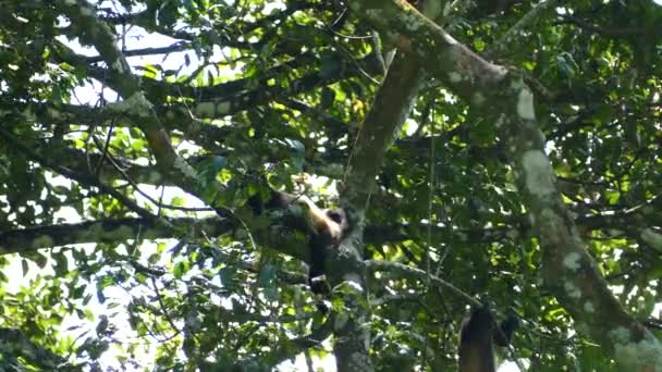 Monyet Pelolong Tergantung Pohon Mombacho Volcano Cagar Alam Nikaragua — Stok Video