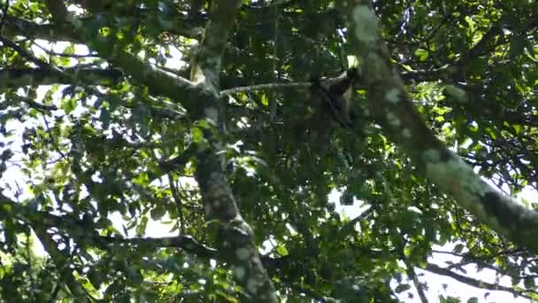 Howler Singe Saute Pend Dans Arbre Réserve Naturelle Volcan Mombacho — Video