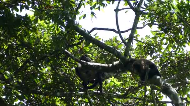 Macacos Uivos Pendurados Uma Árvore Reserva Natural Vulcão Mombacho Nicarágua — Vídeo de Stock