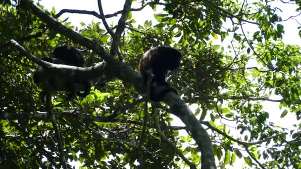 Howler Apor Sitter Ett Träd Vid Mombacho Vulkanen Naturreservat Nicaragua — Stockvideo