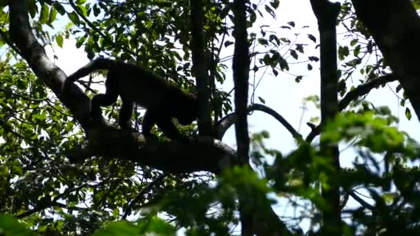 Macacos Uivos Caminhando Uma Árvore Reserva Natural Vulcão Mombacho Nicarágua — Vídeo de Stock