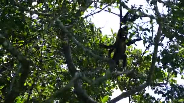 Howler Monkeys Jumping Playing Tree Mombacho Volcano Nature Reserve Nicaragua — Stock Video