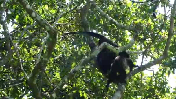 Monos Aulladores Luchando Bosque Reserva Natural Volcán Mombacho Nicaragua — Vídeos de Stock