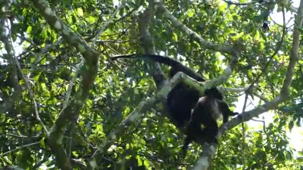 Howler Apor Slåss Skogen Mombacho Vulkanen Naturreservat Nicaragua — Stockvideo