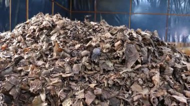 Esteli Nikaragua 'da bir puro fabrikasında kuruyan bir yığın yaprak.
