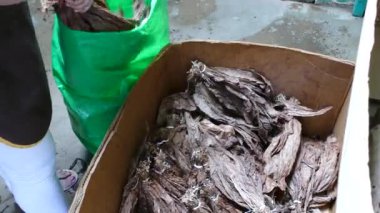 Esteli Nikaragua 'daki bir puro fabrikasında bir kutu sigara yaprakları.