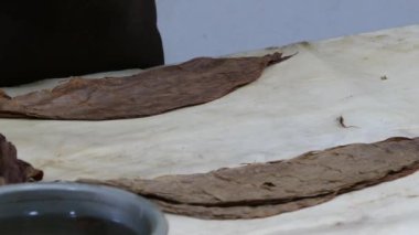 Esteli Nikaragua 'daki bir puro fabrikasında puro yapraklarını sıkmak