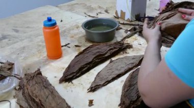Esteli Nikaragua 'daki bir puro fabrikasında puro yapraklarını sıkmak