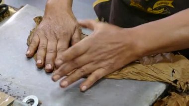 Esteli Nikaragua 'daki bir puro fabrikasında puro yapraklarını sıkmak ve kesmek.