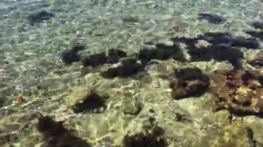 Hırvatistan 'ın Kırsal kesimindeki Firule sahilinde temiz su