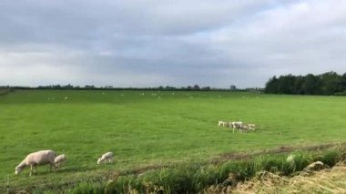 Friesland, Hollanda 'da bulutlu bir günde koyun sürüsü.