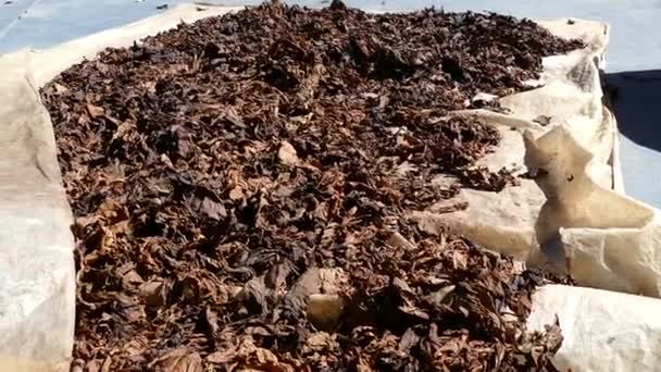 Las Hojas Cigarro Secan Sol Una Fábrica Puros Esteli Nicaragua — Vídeos de Stock