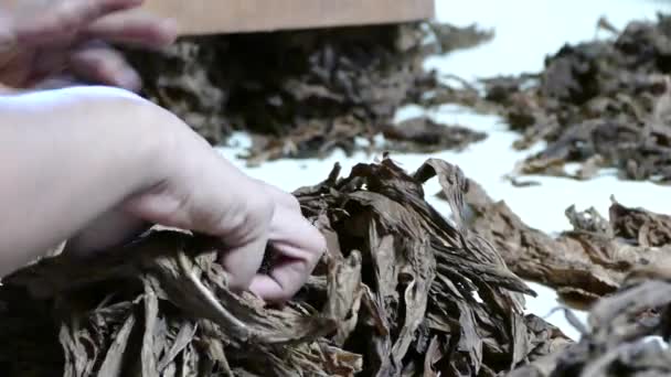 Extracción Las Venas Las Hojas Cigarro Una Fábrica Cigarros Esteli — Vídeo de stock