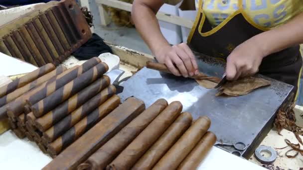Laminando Cortando Cigarro Una Fábrica Esteli Nicaragua — Vídeo de stock