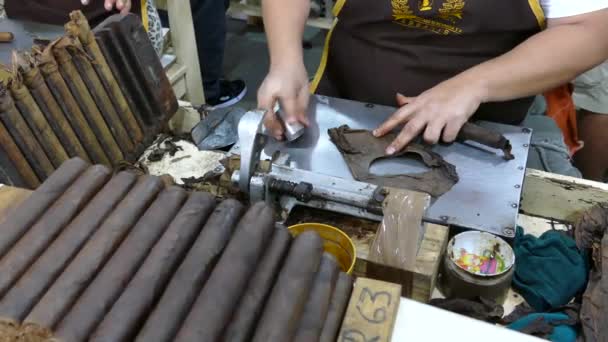 将雪茄烟叶尖贴在雪茄烟上 并在尼加拉瓜埃斯特里的一家工厂剪断最后一部分雪茄烟 — 图库视频影像