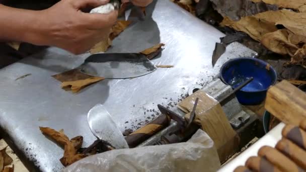 在尼加拉瓜埃斯特里的一家工厂 将雪茄叶尖贴在雪茄上 — 图库视频影像
