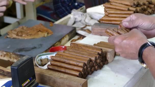 Räknar Cigarrerna Fabrik Esteli Nicaragua — Stockvideo