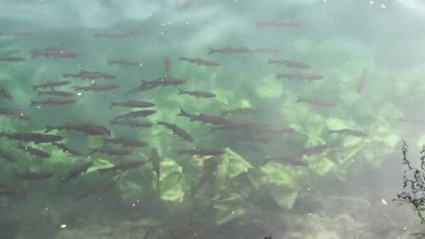 Pescado Parque Nacional Krka Croacia — Vídeo de stock