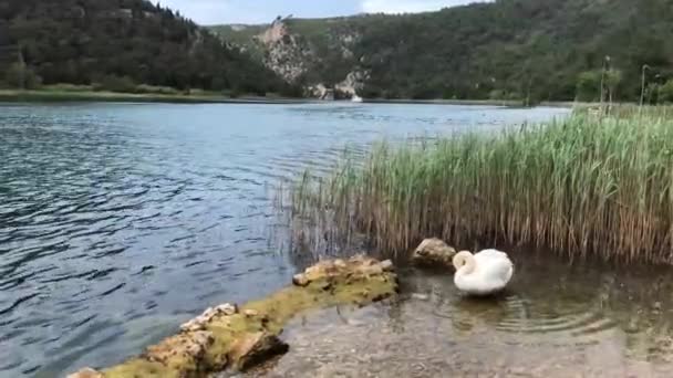 Cisne Junto Río Krka Croacia — Vídeos de Stock