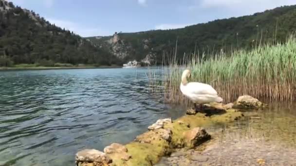 Zwaan Naast Rivier Krka Kroatië — Stockvideo