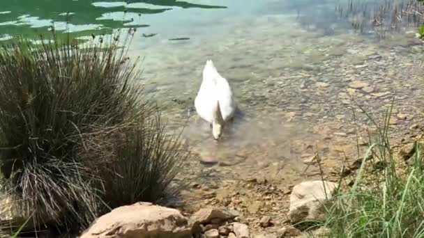 Schwäne Auf Nahrungssuche Fluss Krka Kroatien — Stockvideo