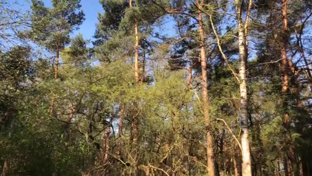 オランダのSallandse Heuvelugの森から傾斜 — ストック動画