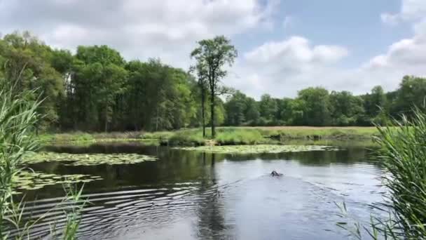 オランダのニータップで棒を手に入れるために湖で泳ぐ犬 — ストック動画