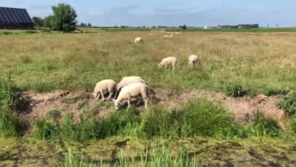 Troupeau Moutons Workum Frise Pays Bas — Video