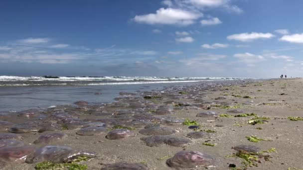 荷兰Schiermonnikoog海滩的水母 — 图库视频影像