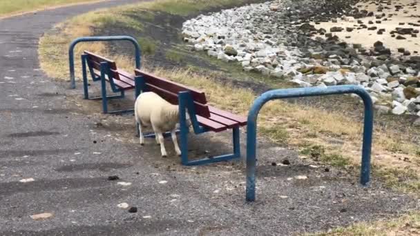 Owce Drapiące Się Plecach Ławce Friesland Holandia — Wideo stockowe