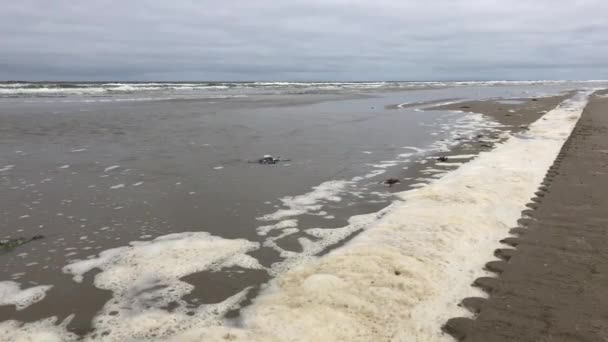 Schiuma Mare Sulla Spiaggia Terschelling Frisia Paesi Bassi — Video Stock