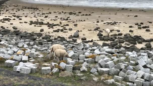 Hollanda Terschelling Friesland Sahilinde Koyunlar — Stok video