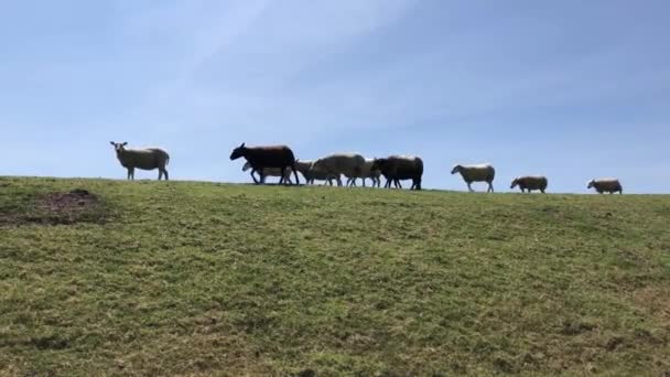 Moutons Sur Une Digue Près Hinderloopen Pays Bas — Video