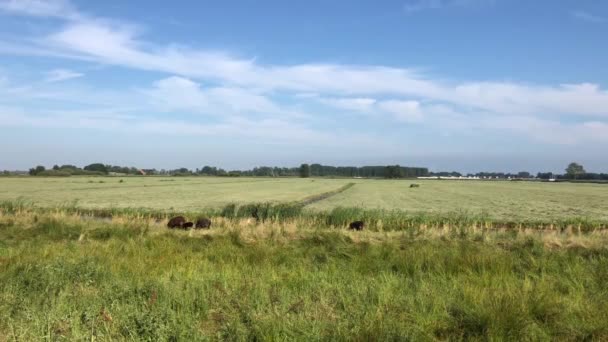 Schafe Rund Das Sneekermeer Friesland Niederlande — Stockvideo