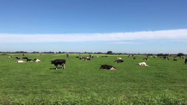 Vacas Prado Friesland Países Baixos — Vídeo de Stock