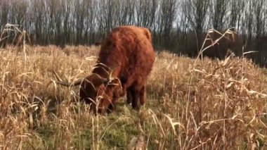Hollanda, Friesland, Sneek 'teki Belediye Başkanı Rasterhoffpark' ta otlayan İskoçya sığırları.