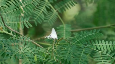 Luang Prabang 'da uçan beyaz kelebek, Laos