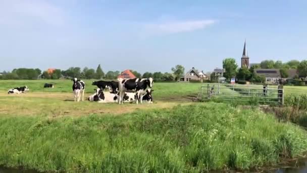 Αγελάδες Στο Λιβάδι Στο Friesland Της Ολλανδίας — Αρχείο Βίντεο