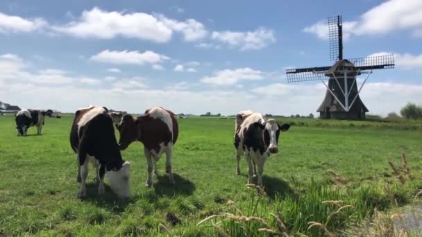 Cows Meadow Windmill Friesland Netherlands — Stock Video