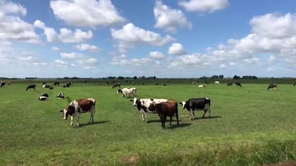 Αγελάδες Στο Λιβάδι Γύρω Από Warten Στη Friesland Της Ολλανδίας — Αρχείο Βίντεο