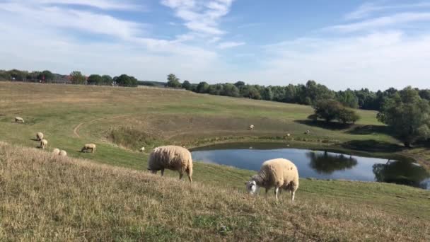 Des Moutons Dans Réserve Naturelle Droste Woy Westerheide Allemagne — Video