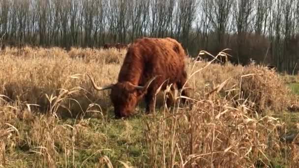 Highland Cattle Eating Grass Mayor Rasterhoffpark Sneek Friesland Países Baixos — Vídeo de Stock